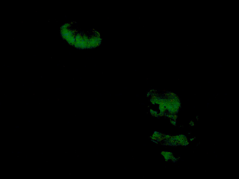 Bioluminescent Mushrooms